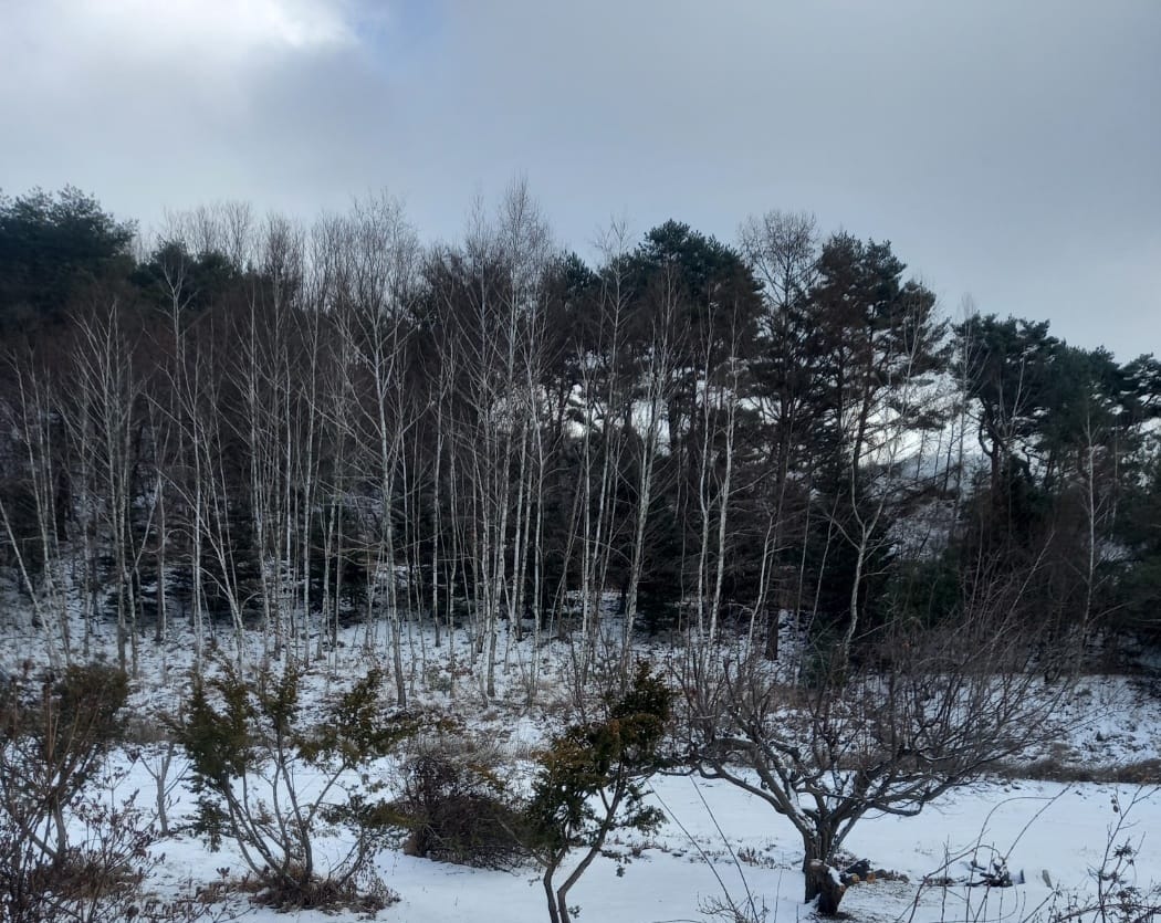 SYNAGOGUE LETTER 2026. 01. 26