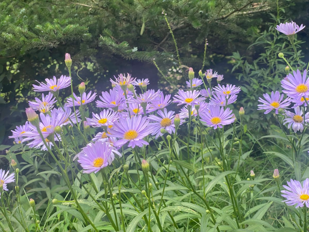 SYNAGOGUE LETTER 2025. 09. 20.