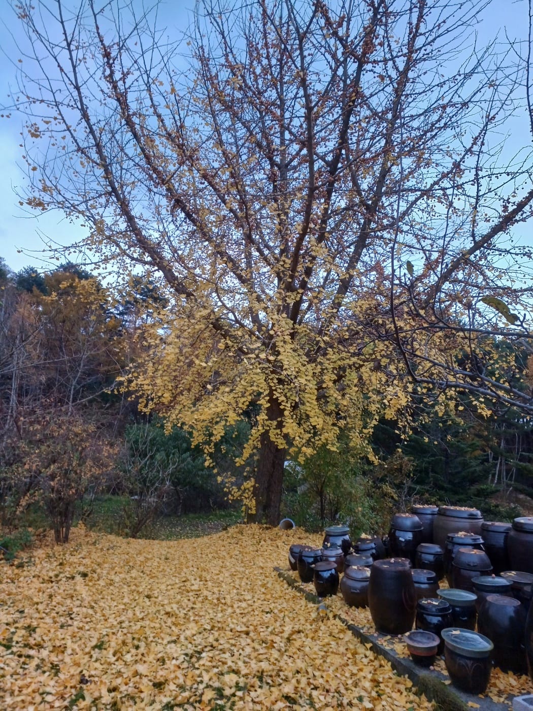 SYNAGOGUE LETTER 2024. 11. 10.