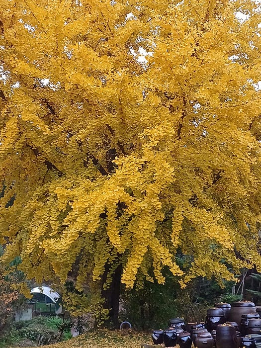 SYNAGOGUE LETTER 2025. 10. 26