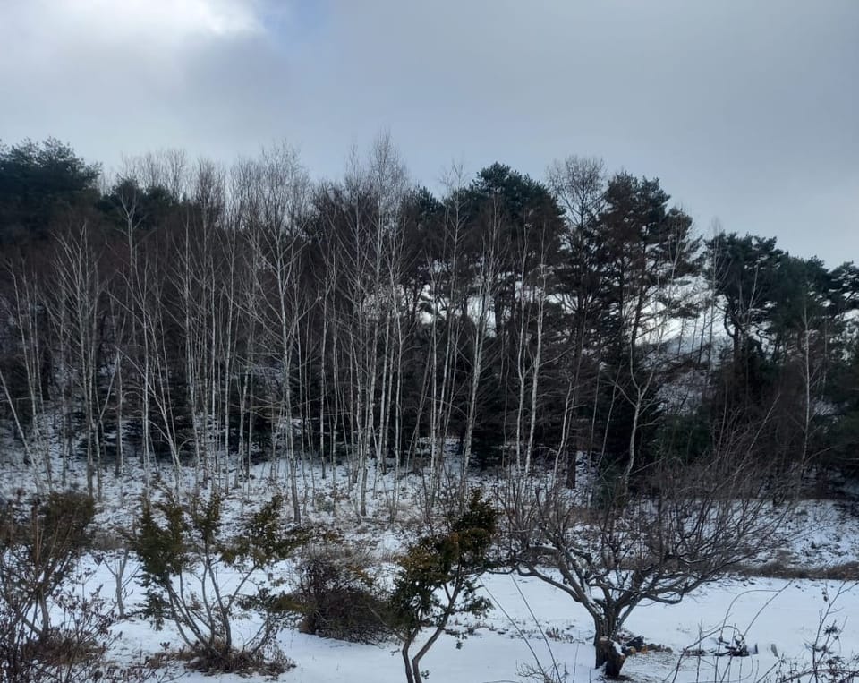 SYNAGOGUE LETTER 2026. 01. 26