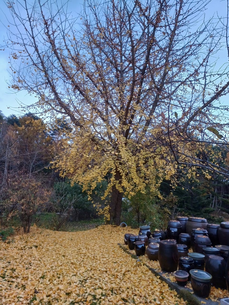 SYNAGOGUE LETTER 2024. 11. 10.