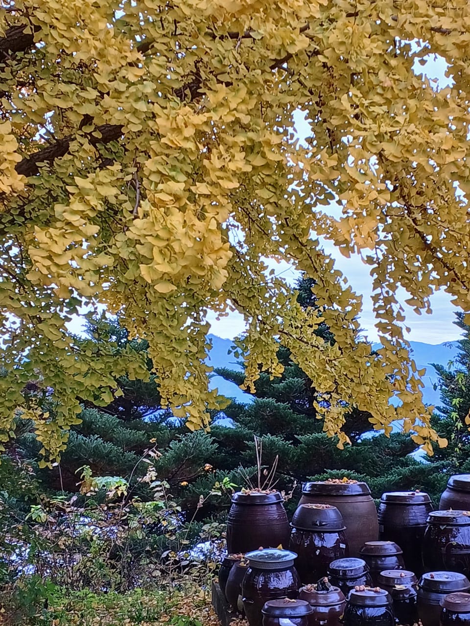 SYNAGOGUE LETTER 2024. 10. 12.